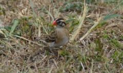 Vidua macroura