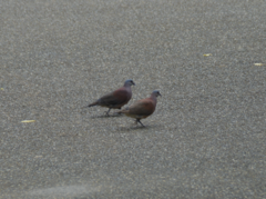 Nesoenas picturatus