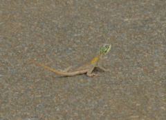 Agama agama