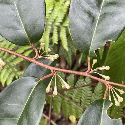 Elaeagnus glabra (Elaeagnus glabra)