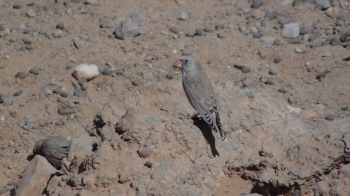 Trumpeter Finch, Punta de Jacomar, Las Palmas, España, photo 7 of 10