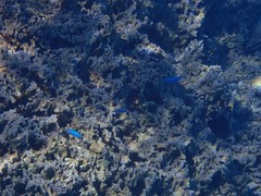 Pomacentrus coelestis