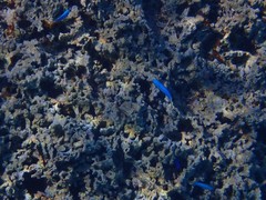 Pomacentrus coelestis