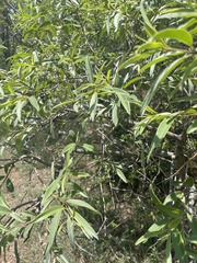 Ozoroa paniculosa paniculosa