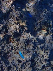 Pomacentrus coelestis