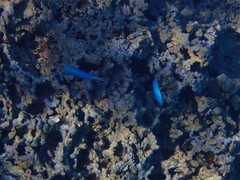 Pomacentrus coelestis