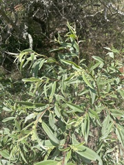 Ozoroa paniculosa paniculosa