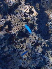 Pomacentrus coelestis