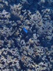 Pomacentrus coelestis