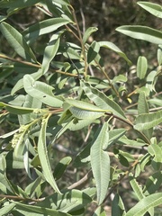 Ozoroa paniculosa paniculosa