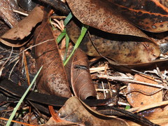 Jansenia semisetigerosa