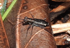Jansenia semisetigerosa