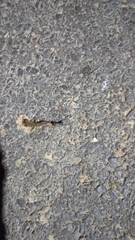 Neoscapteriscus borellii