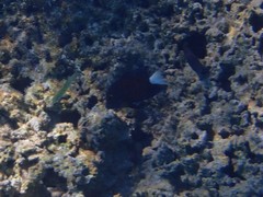 Ctenochaetus flavicauda