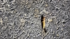 Neoscapteriscus borellii