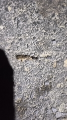 Neoscapteriscus borellii