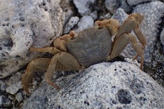 Geograpsus crinipes