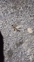 Neoscapteriscus borellii