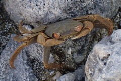 Geograpsus crinipes