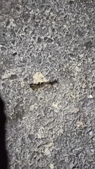 Neoscapteriscus borellii