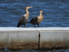 Nannopterum brasilianum