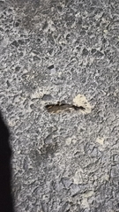 Neoscapteriscus borellii