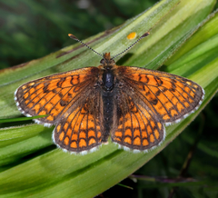 Melitaea varia