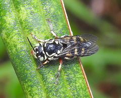 Eoanthidium salemense