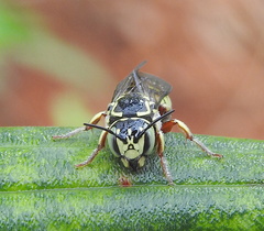 Eoanthidium salemense