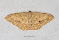 Luxiaria emphatica