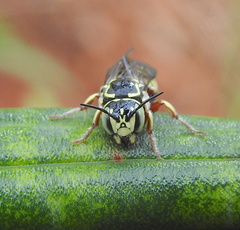 Eoanthidium salemense