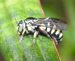 Eoanthidium salemense