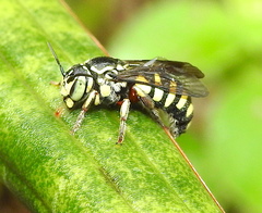 Eoanthidium salemense