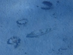 Mulloidichthys flavolineatus