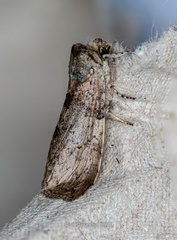Noctuoidea
