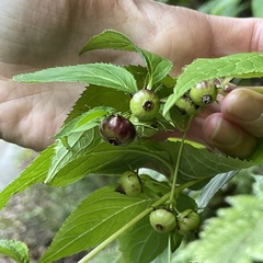 Cyclocodon lancifolius