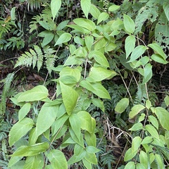 Cyclocodon lancifolius, photograph (c) Takaaki Hattori, some rights reserved (CC BY)