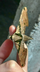 Adhemarius eurysthenes