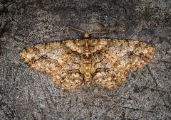 Paradarisa comparataria
