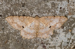 Luxiaria tephrosaria