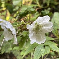 Rubus okinawensis