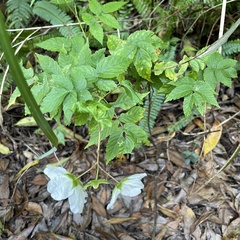 Rubus okinawensis
