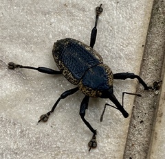 Homalinotus deplanatus