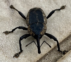 Homalinotus deplanatus
