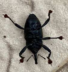 Homalinotus deplanatus