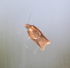 Acleris aspersana