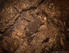 Poropterus bisignatus