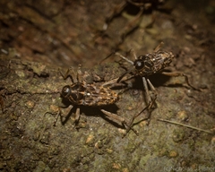Mecopus rufipes