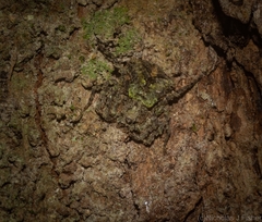 Stephanopis carcinoides