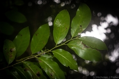 Casearia multinervosa